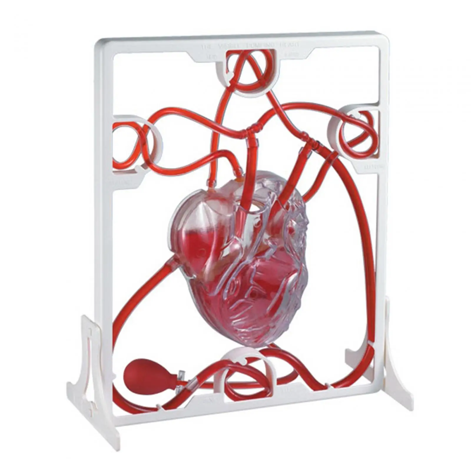 Heart Model Teaching Aids Children Educational Toy Science Experiment for