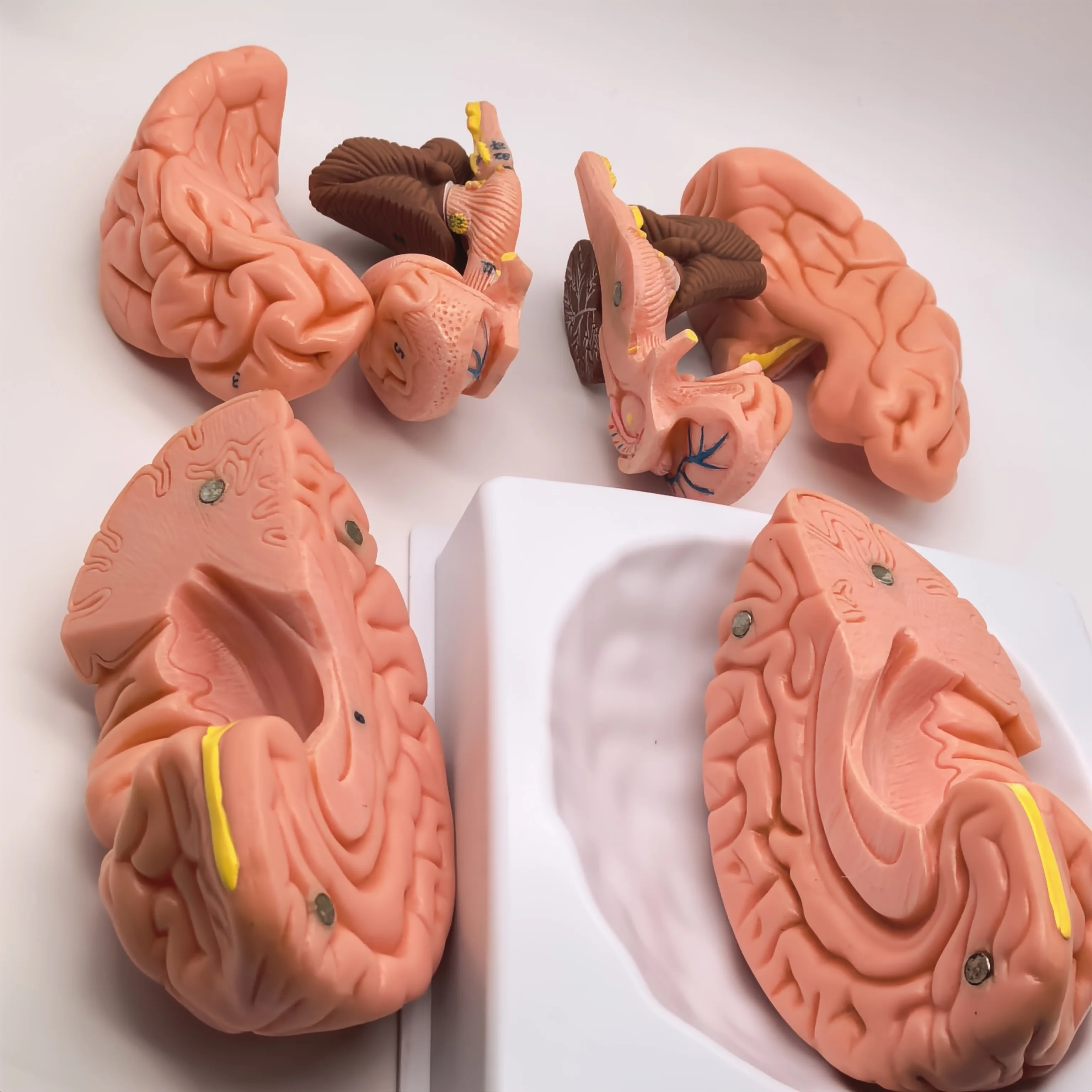 PVC Human Brain With Artery 8 Part Fully Dissected Model for Medical Study Softness Natural Brain
