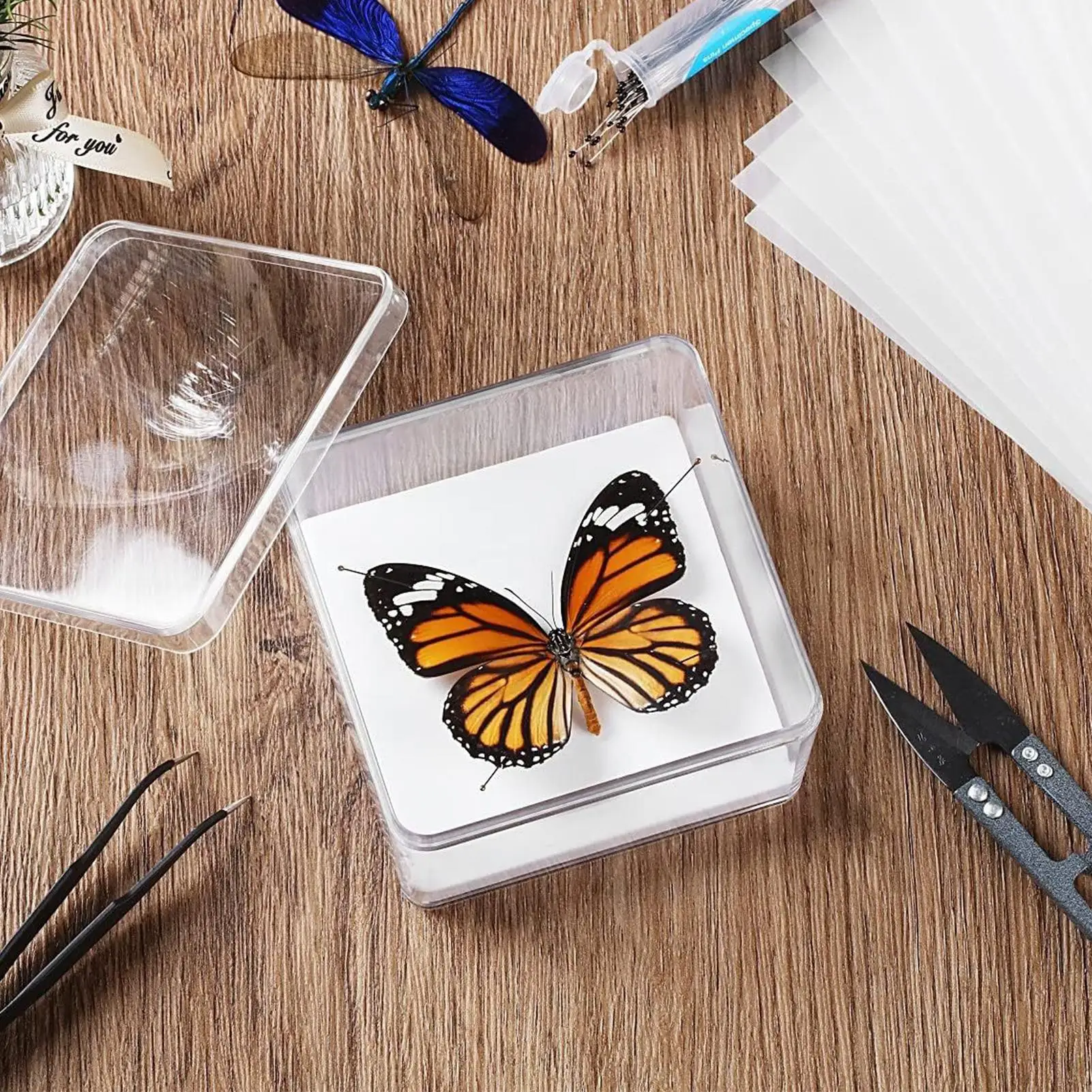 Insect Specimen Making Tools D - Science Toys Diy recension och pris