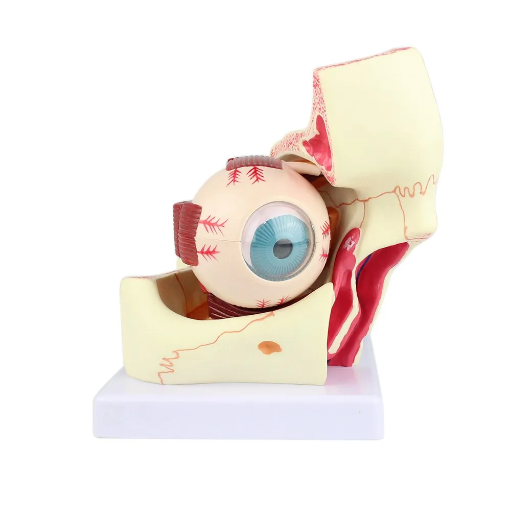 Eye Model Anatomical Eye Model Eyeball And Eyelid Model Removable Eye And Optic Nerve For Eye Special Teaching