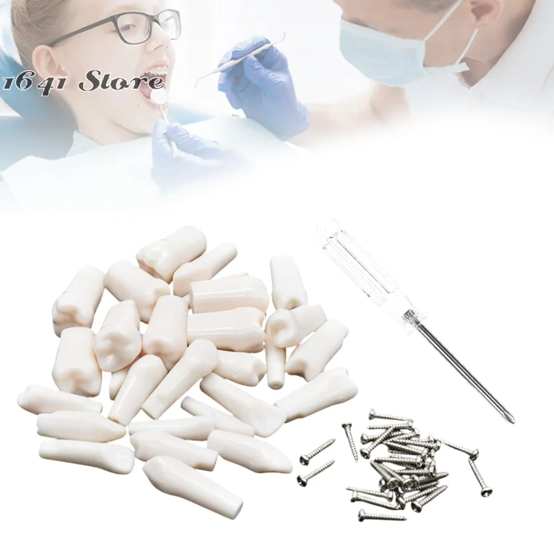 （NEW）28/32pcs Dental Typodont Teeth Model Removable Individual Screw-in Resin Training Aid Denture Practice Replacement Tooth