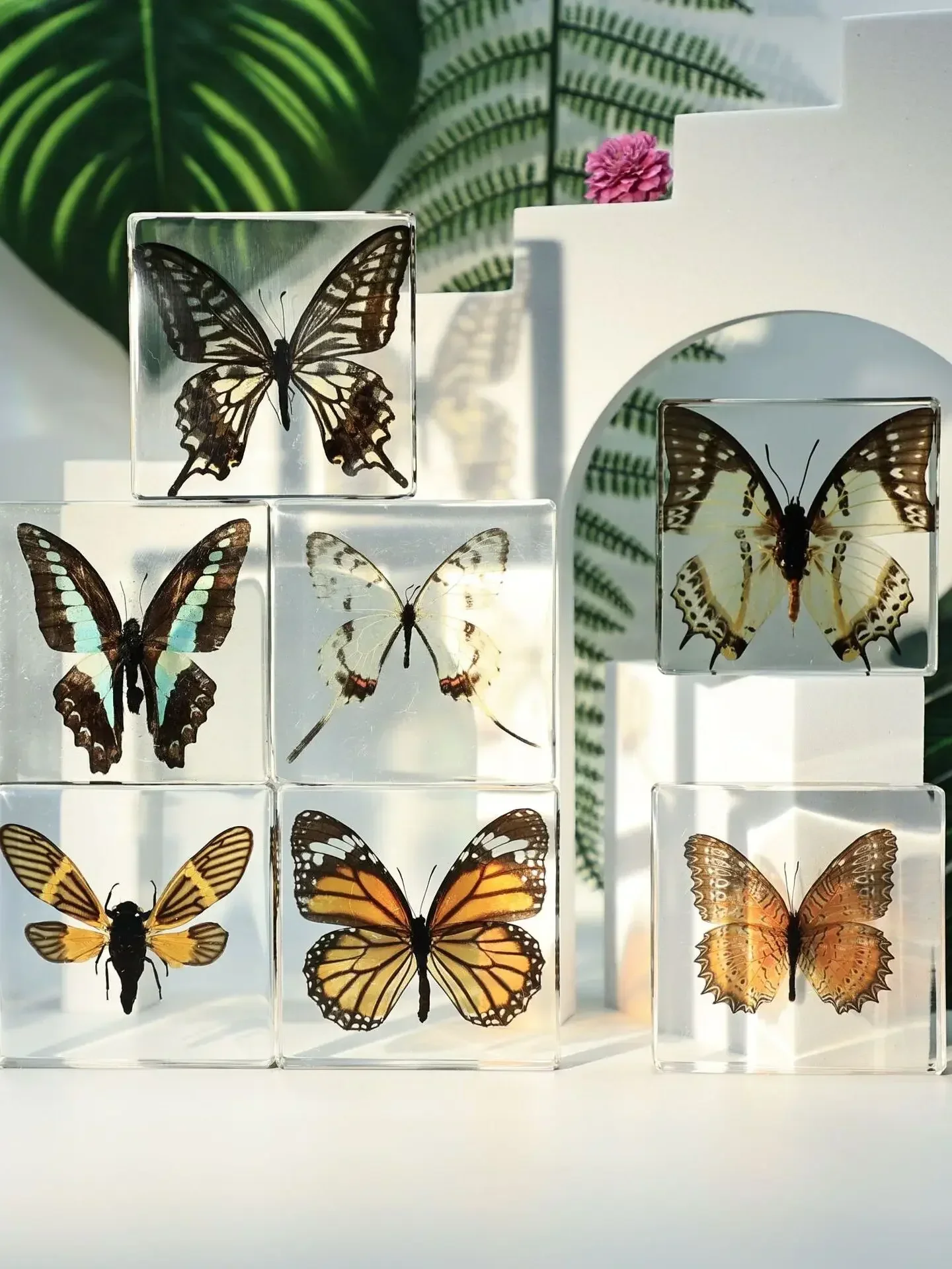 29Natural Real Butterfly Specimens Rare And Exquisite Specimens For Home Decoration Display Collection In Teaching Special Gifts