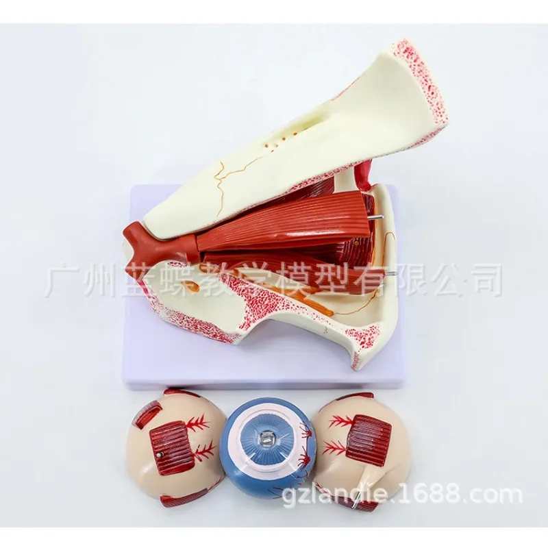 10 Parts 3X Times Magnification Human Eyeball Anatomical Medical Model Supplies  Biology