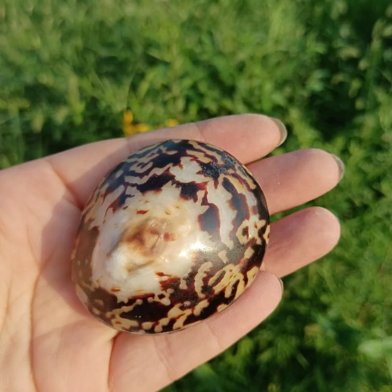 Natural Turtle Egg Snail Shell Ornaments: Creative Seashell Decorations for Display, Set Design, Aquarium & Ocean Scenery Creati