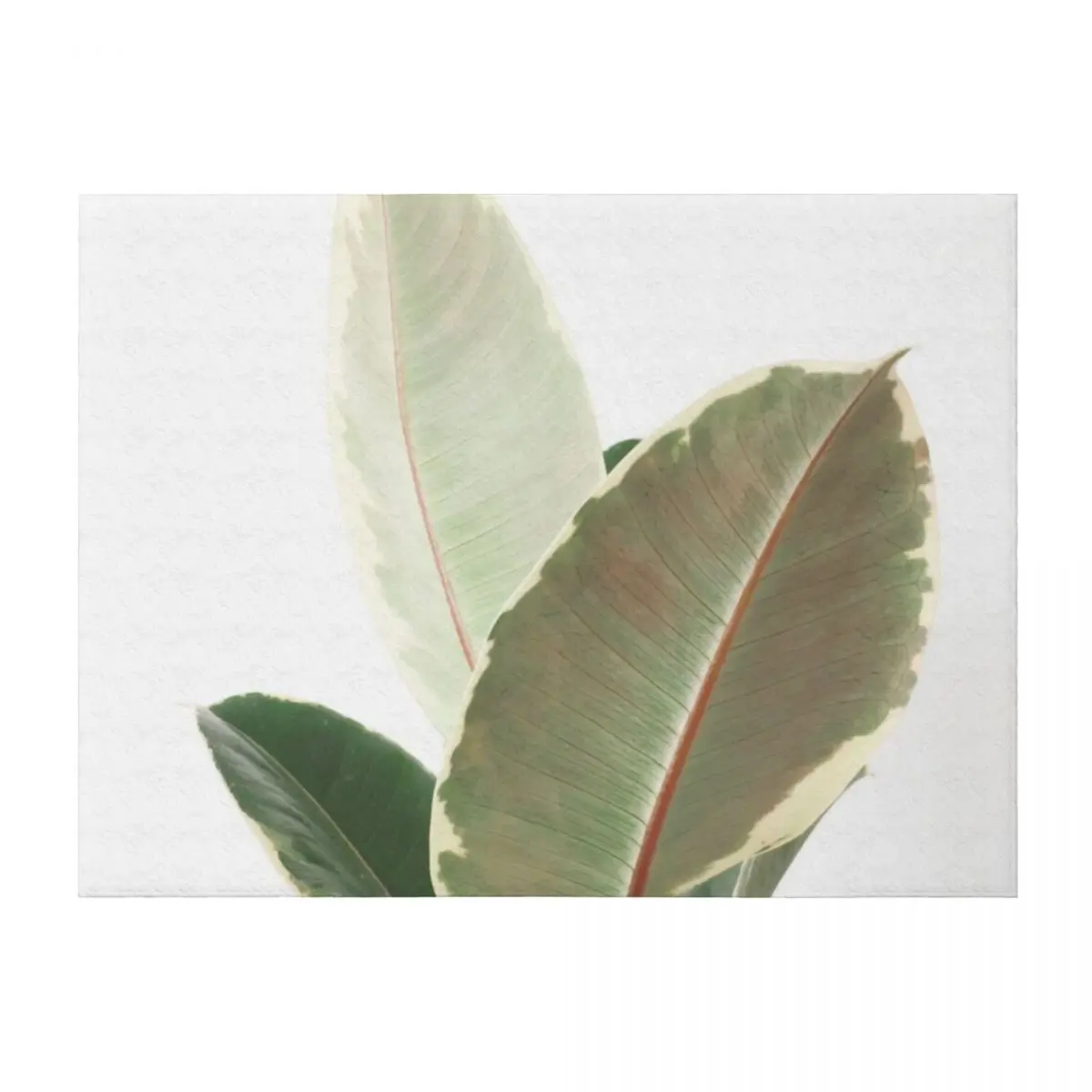 

Ficus Tineke Throw Blanket blankets ands Picnic Decorative Sofa Thin Blankets