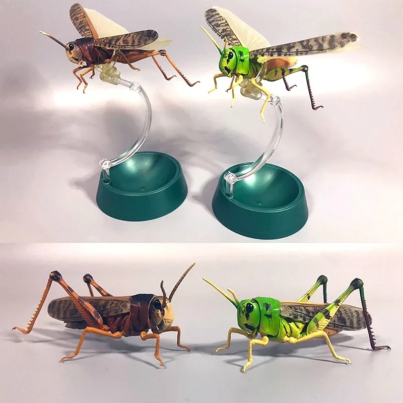 

Japanese Genuine Gacha Scale Model Biological Cognitive Model Limited Assembled Migratory Locust Action Figure Toys