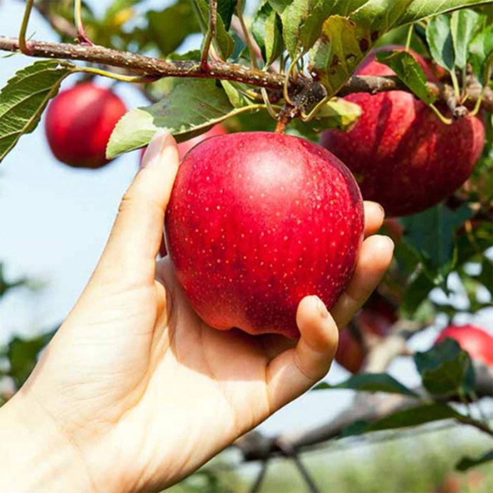 تفاح فوجي حلو وحامض كوري 1.5 كجم صغير إلى متوسط الحجم (7-9 تفاح)