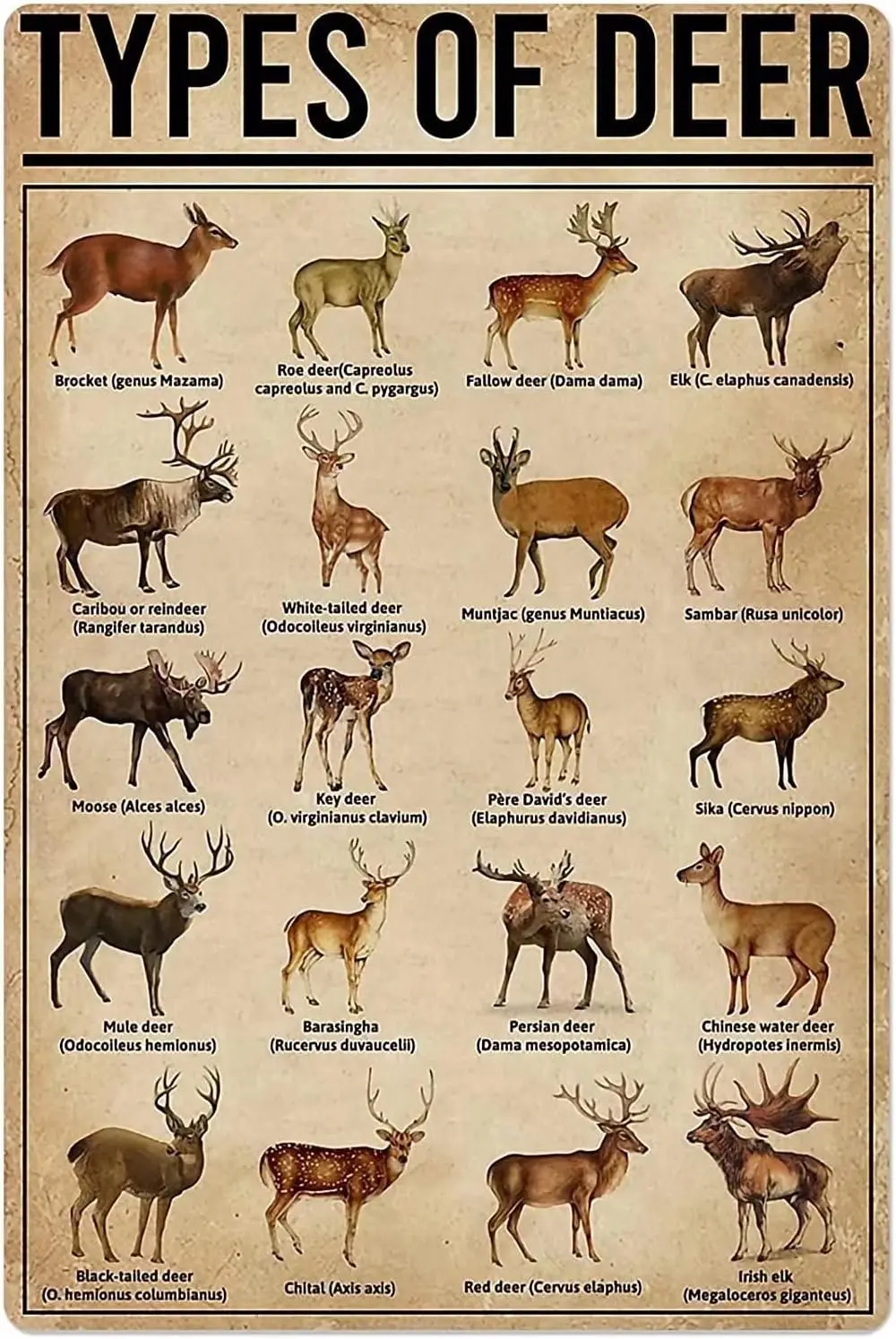Y1,Types Of Deer Wall Retro Tin Sign,Bathroom Decoration for Bars,Restaurants,Cafes and Bars,New Year,Metal Sign es-aluminum