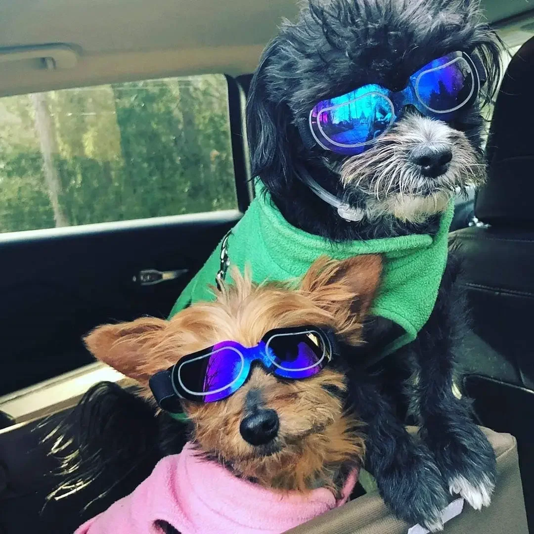 Dog Helmet & Sunglassesg 2