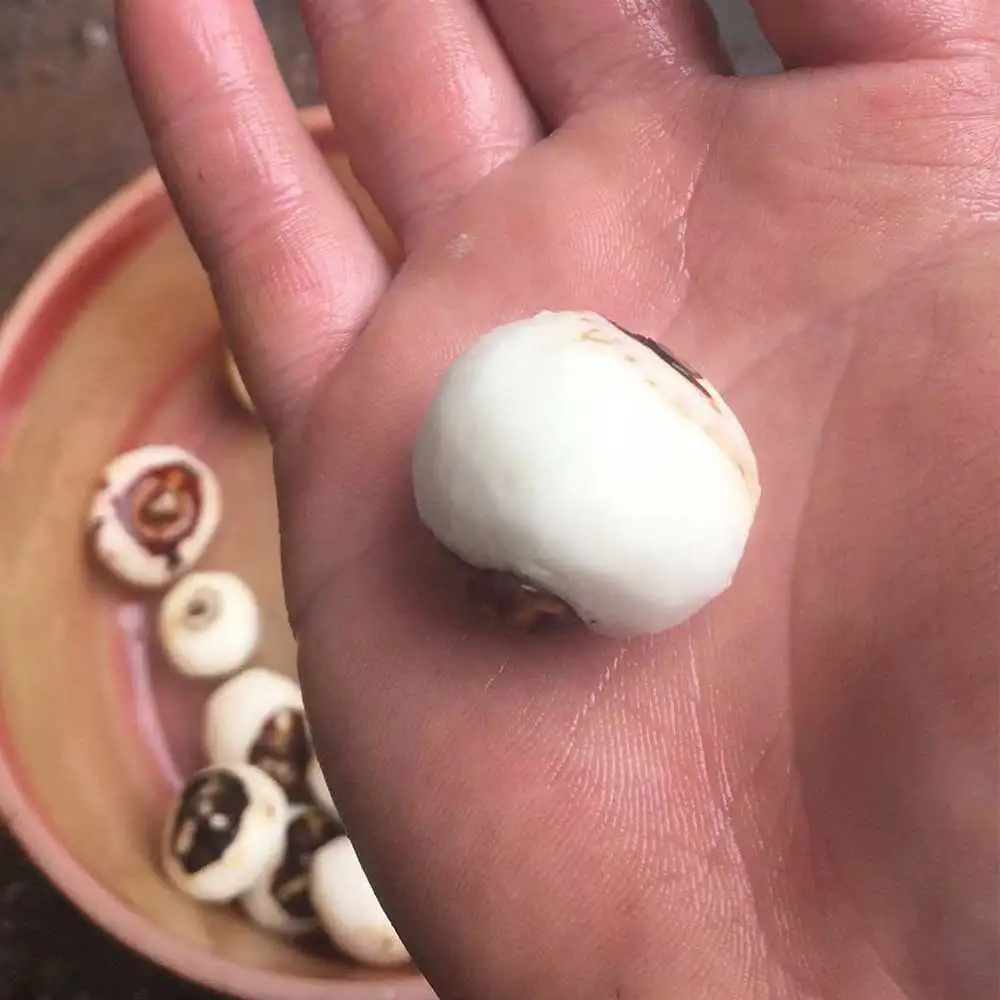 Small Horseshoe Peeler Household Commercial Horseshoe Peeling Machine Stainless Steel Peeling Machine