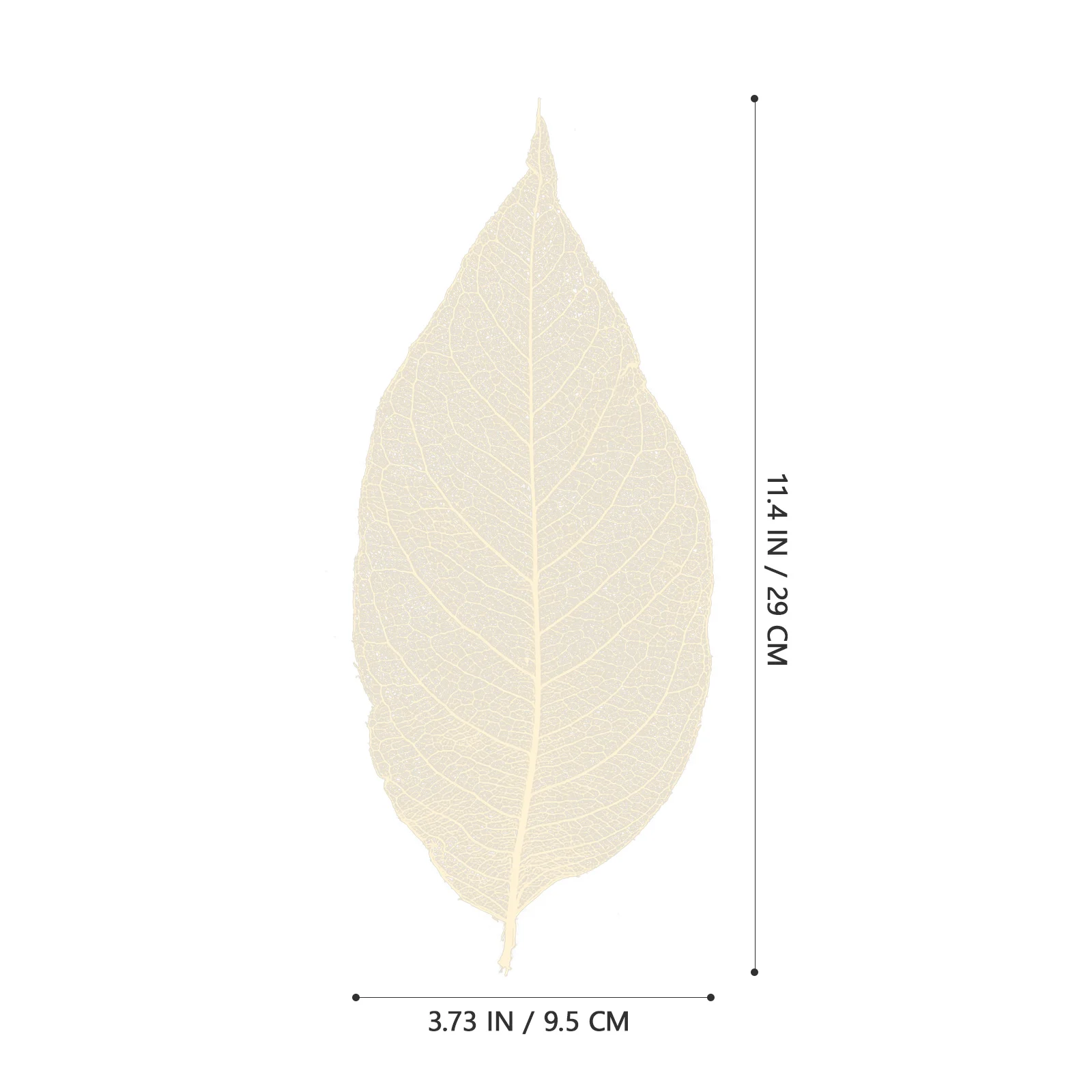 100 szt. Suszonych liści magnolii, naturalne okazy liści, materiały DIY, zakładki do książek, kartki okolicznościowe, dekoracje do scrapbookingu