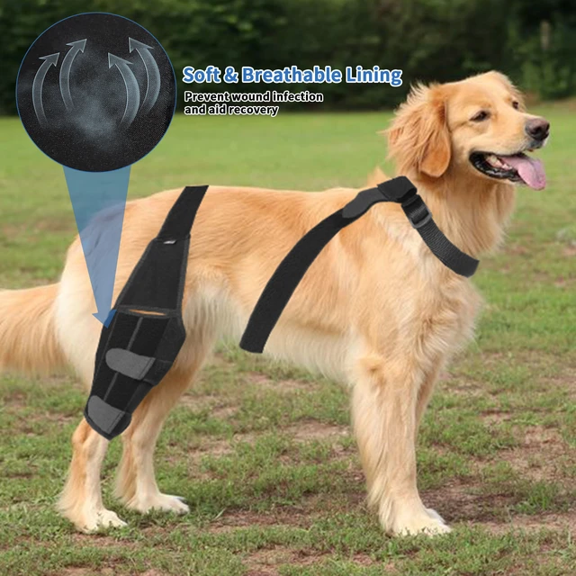 Dog accessories aliexpress sale