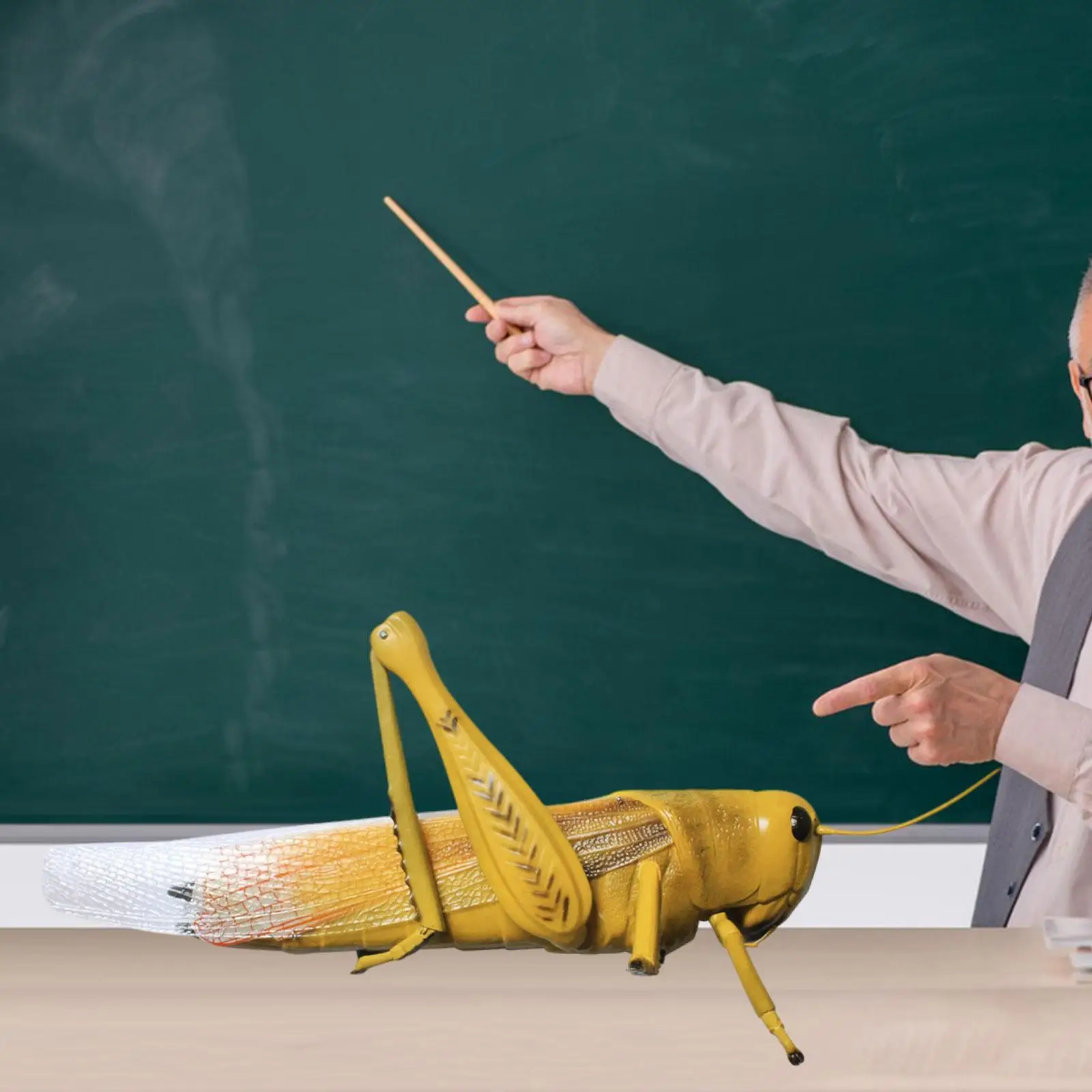 

Locusts Model Teaching Tools for Science Classroom Study Display Educational