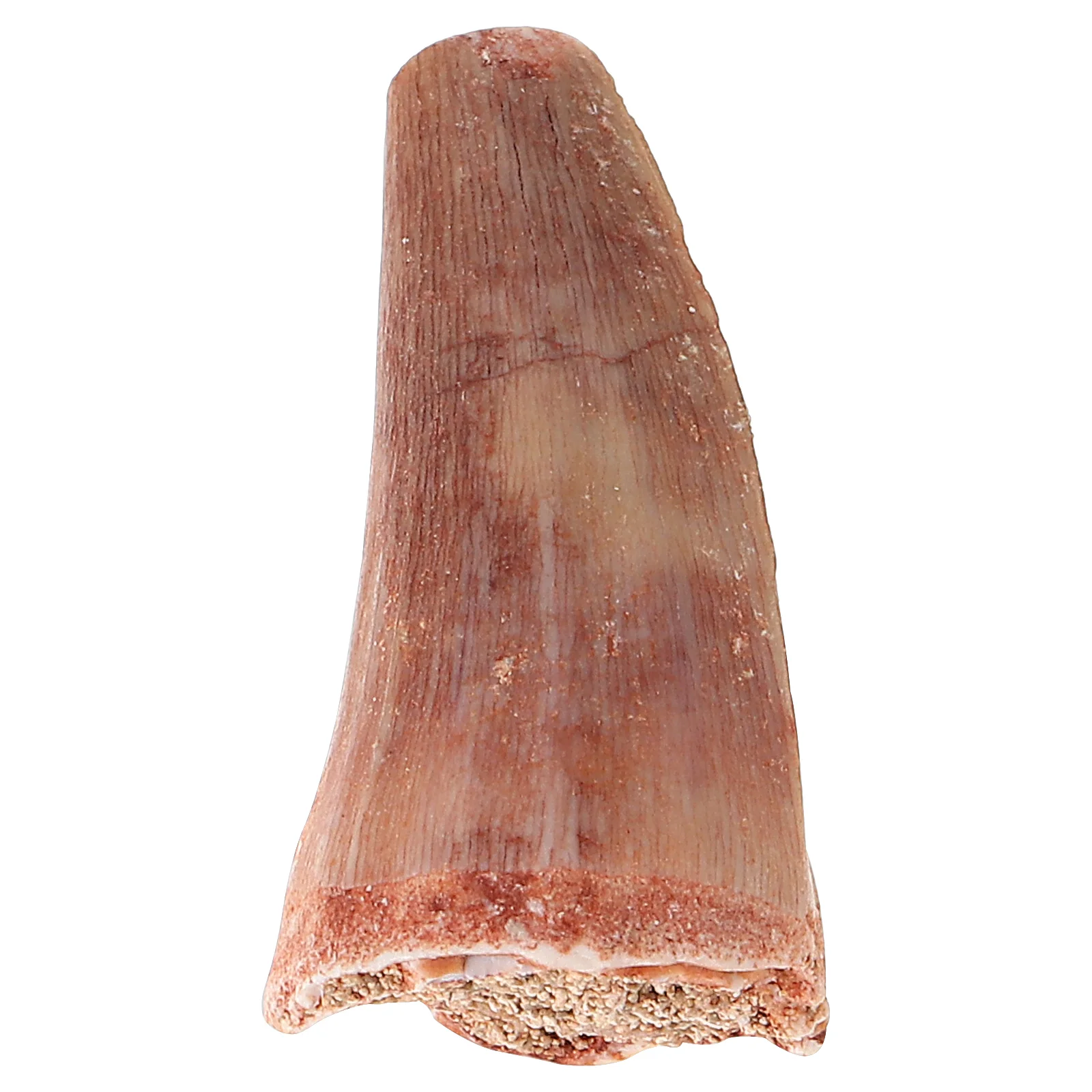 Fossilized Dinosaur Teeth Model for Education and Collection Prehistoric Dinosaur Tooth Specimen for Classroom Props and Science