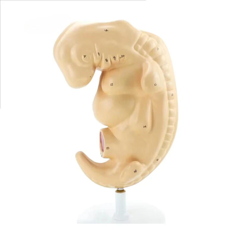 4-Week Human Embryo Anatomy Model with Numbered Embryo Structure for Biological and Obstetric Education