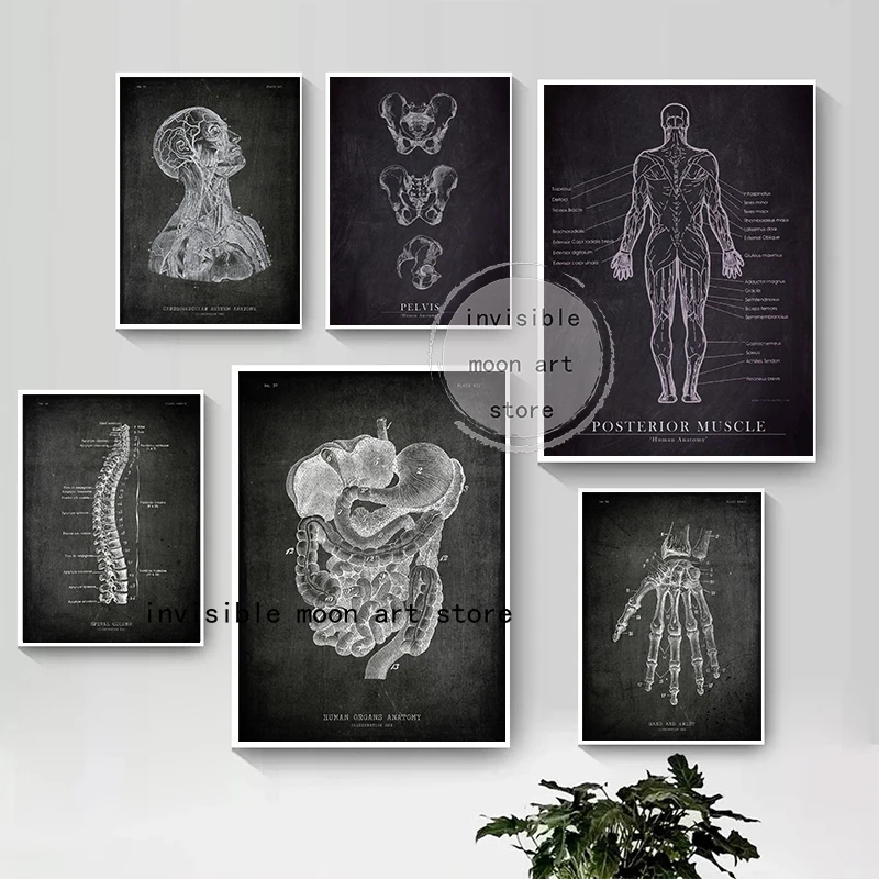 Human Anatomy Anterior Muscle/Heart/Skull/Leg/hand Skeleton Organ Posters Canvas Painting Wall Print Pictures Clinic Home Decor