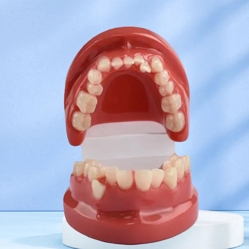 

Модель мелкоклюзии зубов, обучающая модель, демонстрационный инструмент, стоматолог, студенческая практика, обучение, стоматологические инструменты