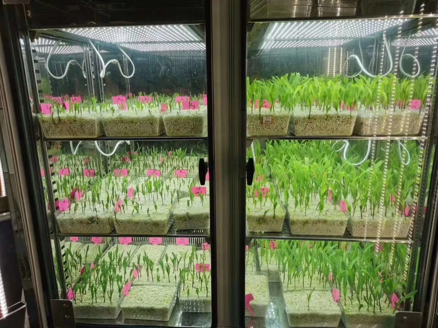 LIYI غرفة نمو النبات التحكم في المناخ آلة إنبات بذور المناخ الاصطناعي صندوق نمو النبات