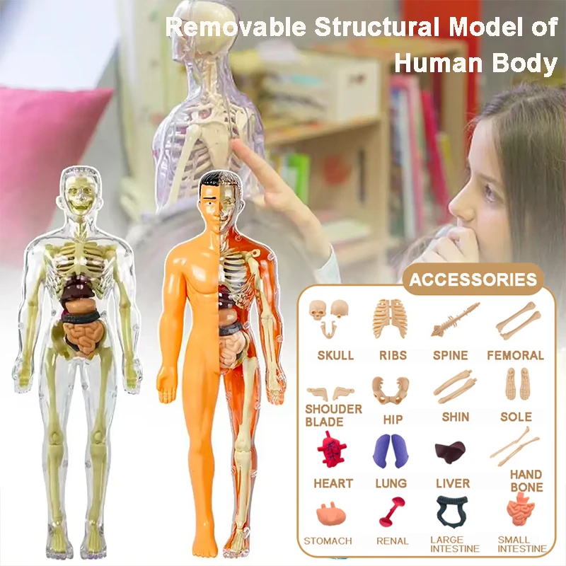 3D-Torso-Modell des menschlichen Körpers für Kinder, abnehmbare Simulationsorgan und Skelett, abnehmbare Knochen-Körperanatomie, Skelett-Bildungsmodelle