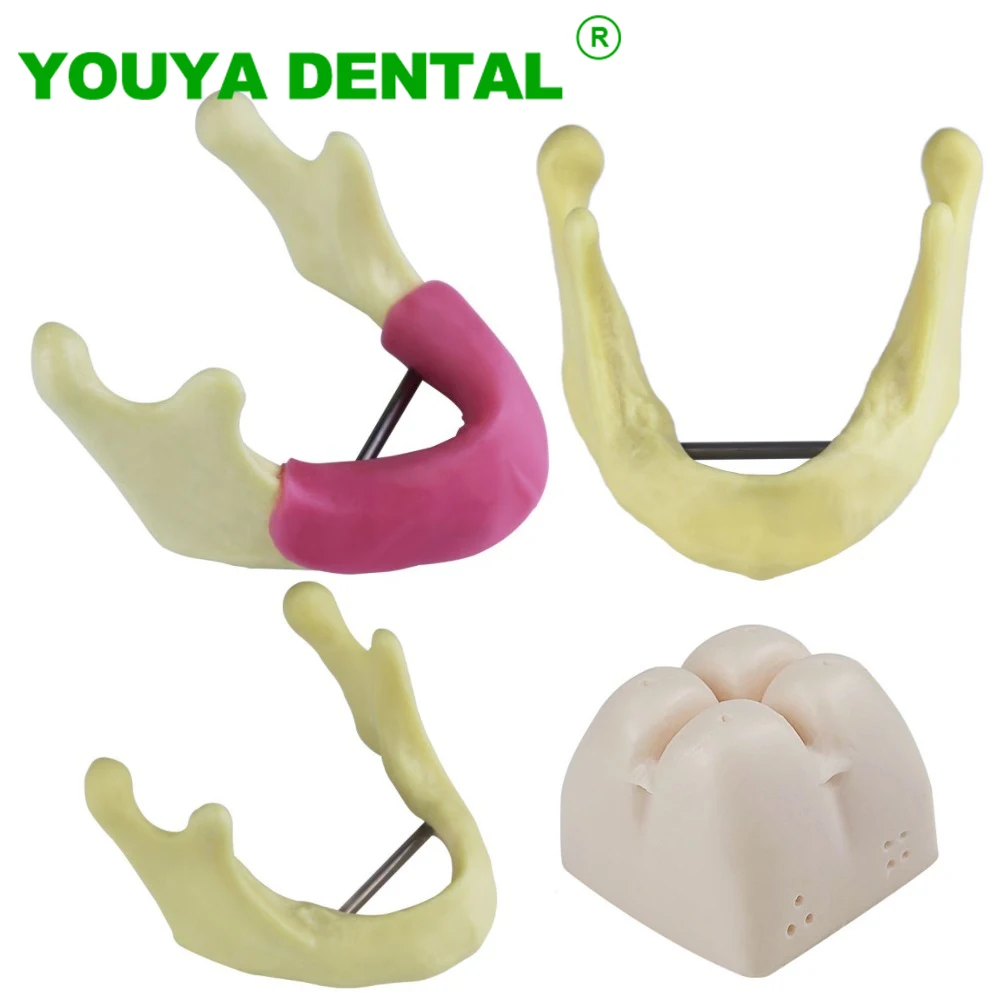 

Dental Model Implant Practice Teeth Teaching Model Maxillary Sinus/Mandibular Training Demonstration Model Dentistry Products