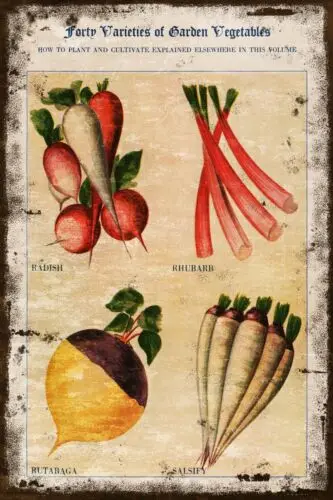 Vintage Vegetables Gardening Advert, Rhubarb & Radish, Aged Look New Metal Sign