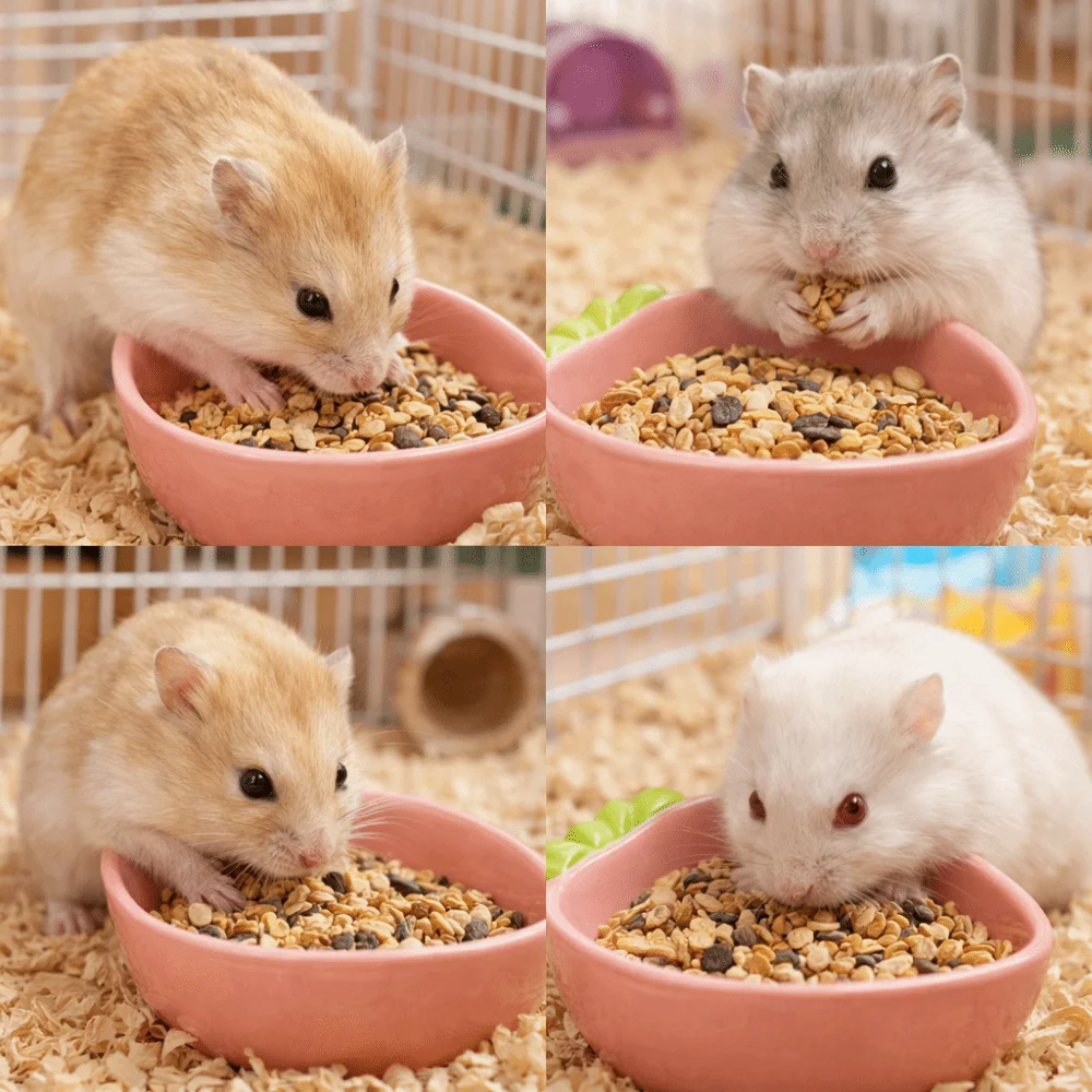 Cute Ceramic Hamster Food Bowl Non-Slip Carrot Shaped Pet Feeding Bowl Spill-Proof Rabbit Water Bowl Cage Accessory view 4