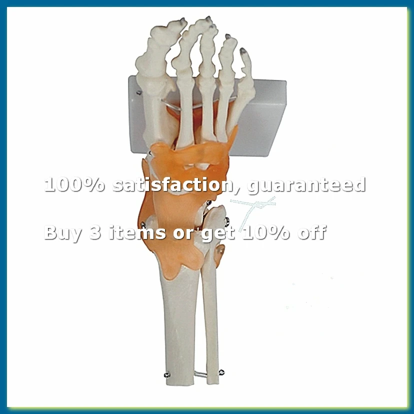 Foot Joint Model with Ligaments, Human Anatomy Model, Life Size, Medical-Teaching Equipment-A62I