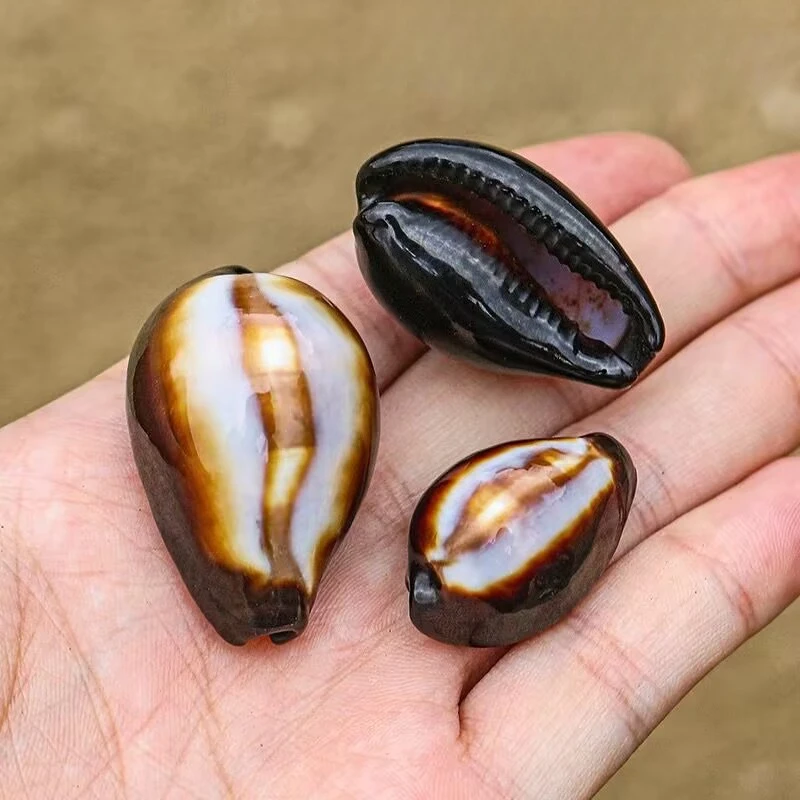 جديد الطبيعية الصغيرة قوقعة العقيق الحلزون عينة نادرة خزان الأسماك المناظر الطبيعية نافذة المنزل الديكور الإبداعية هدية جودة عالية #3