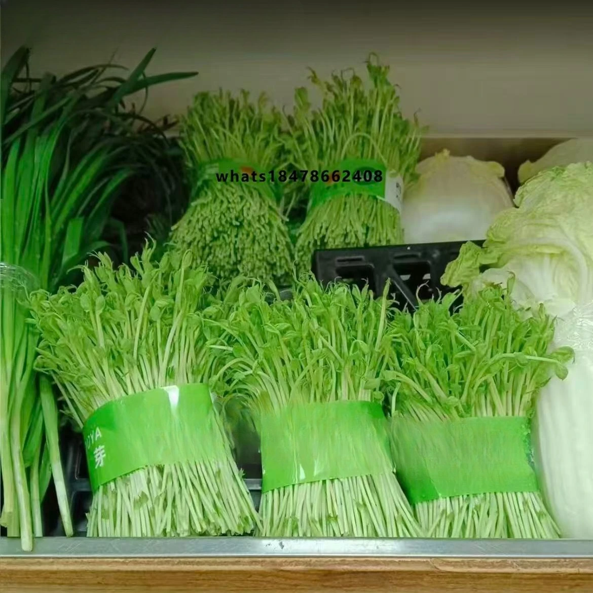 Sprout Cultivation Machine          New Design Smart Sprout Cultivation Machine