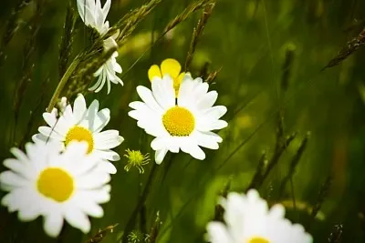 

Алюминиевый сервопривод FOR AXIAL 1/30 SCX30 K10, 28T, совместимый с оригинальными сервоприводами.