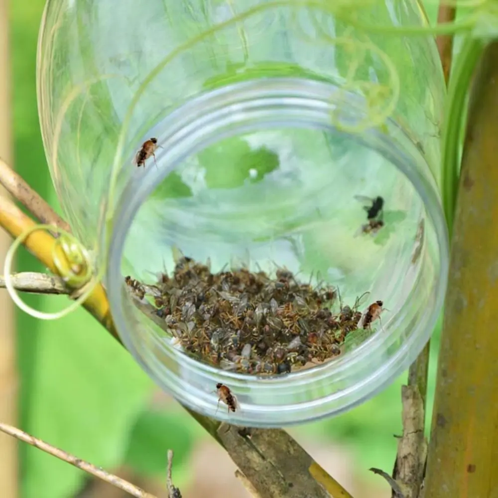 

Reusable Fruit Fly Trap Plastic Environmentally Insect Fly Catcher Transparent Universal Insect Trap