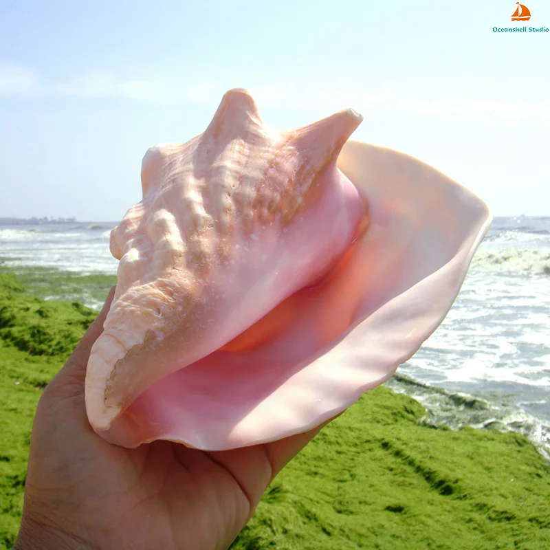 Imagem -02 - Conch Mar Shell Grande Colecionador Conch Decoração do Casamento Festa Temática de Praia Decorações de Casa Natural