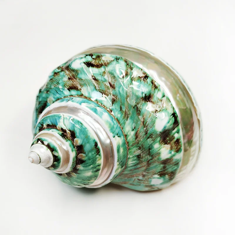 Large Turbo Jade Green Shell with Pearl Band Hermit Crab Sea Shells for Crafting Coastal Home Decor Accent and Vase Filler view 4