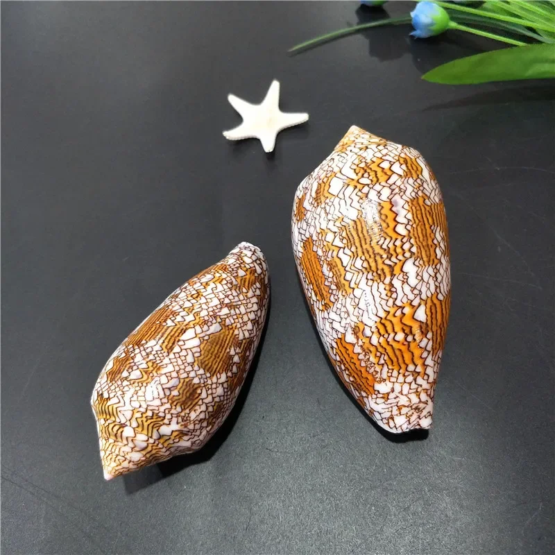 6-8CM Natural Conch Shell Aquarium Decor for Fish Tank Micro Landscape Beach Decorations