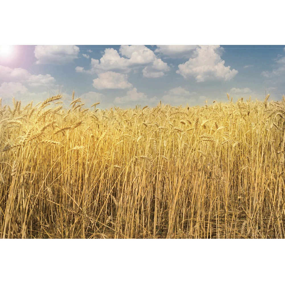 Laeacco Golden Rye Autumn Scenery Harvest Wheat Field Photography Background Thanksgiving Day Adult Kids Portrait Photo Backdrop