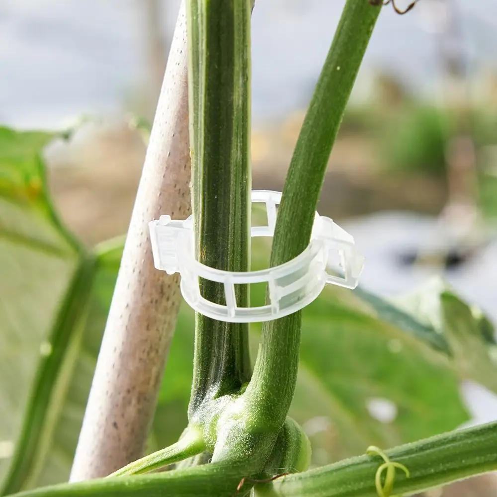 

100 PCS Grow Upright Reusable Plant Support Clips Durable Snap-Lock Design Plastic Clips Trellis Clips Tomato Plant