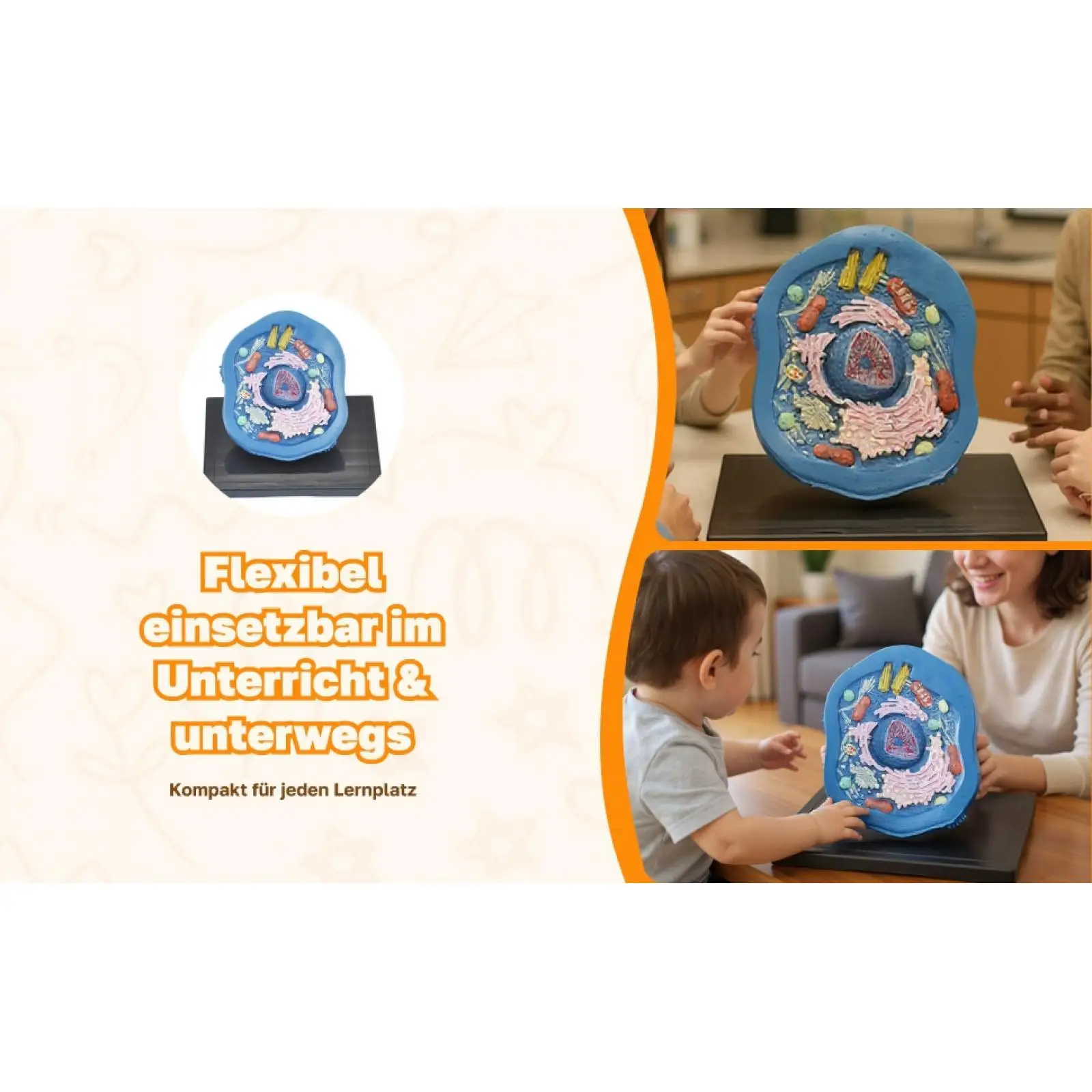 نموذج تشريح الخلوية الحيوانية مجموعات العلوم التعليمية مجموعات الجذعية نموذج تجريبي نموذج تشريحي لوازم التدريس للدراسة #3