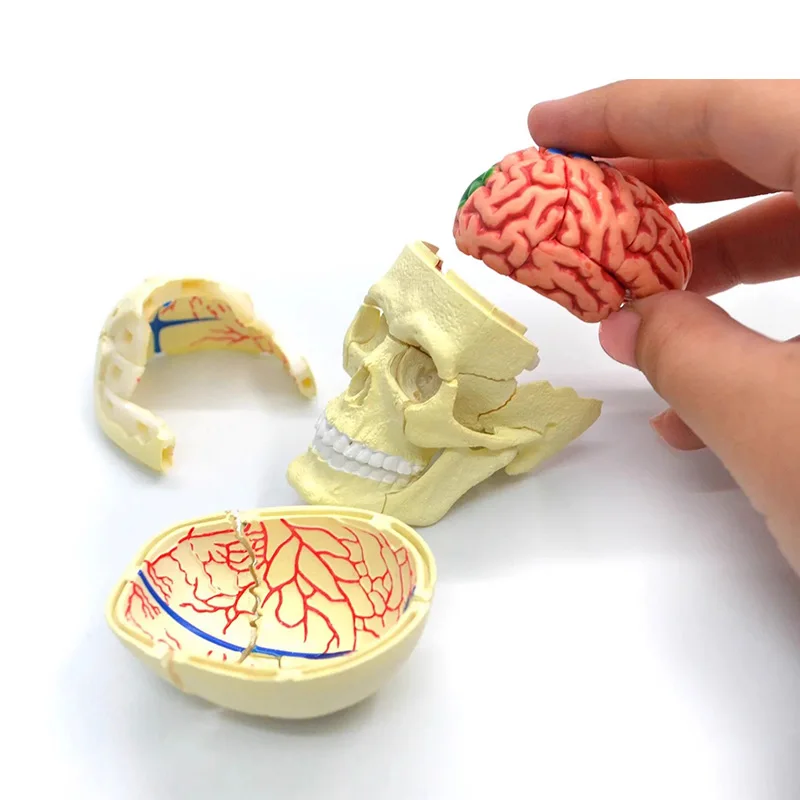 4D الإنسان كرنيا العصب الجمجمة نموذج التشريح التشريحي الطبي للطلاب تعليم لغز تجميع نموذج