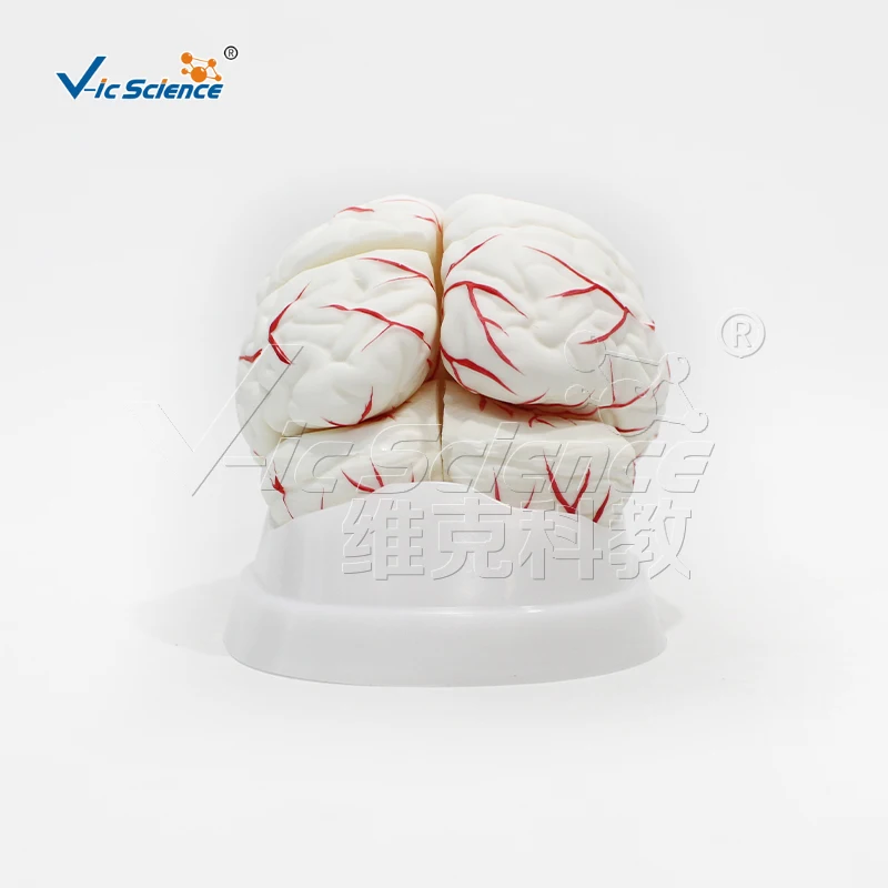 Umani PVC Medico Cervello con Arterie Modello