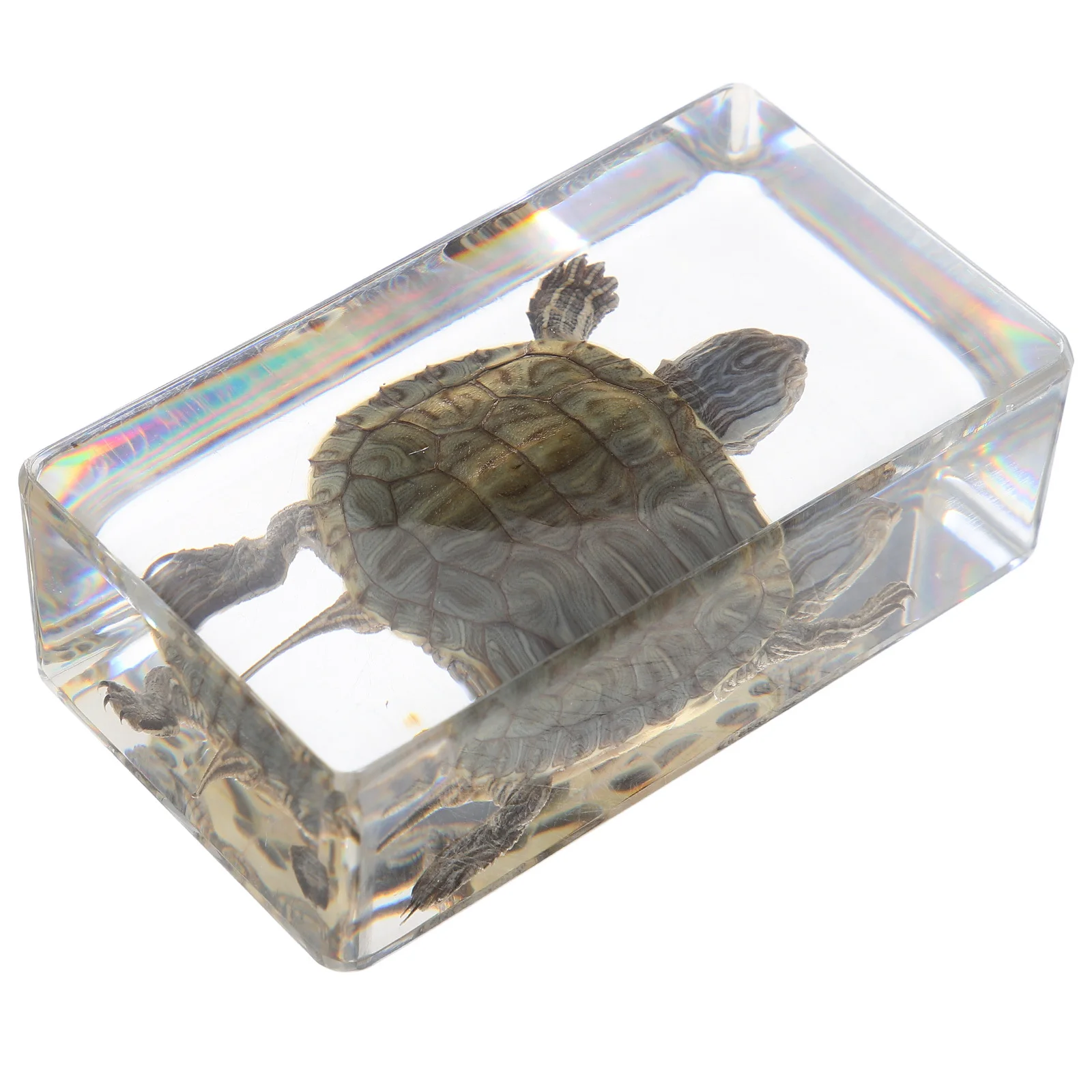 Detailed Specimen Decorative Resin Statue for Home Garden Aquarium Scientific Educational Specimen