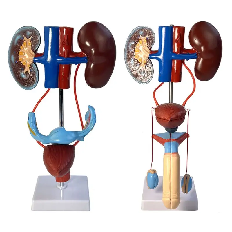 Human Genitourinary System Model Kidney Anatomy Bladder Ureter Three-dimensional Structure Laboratory Equipment Teaching Aids