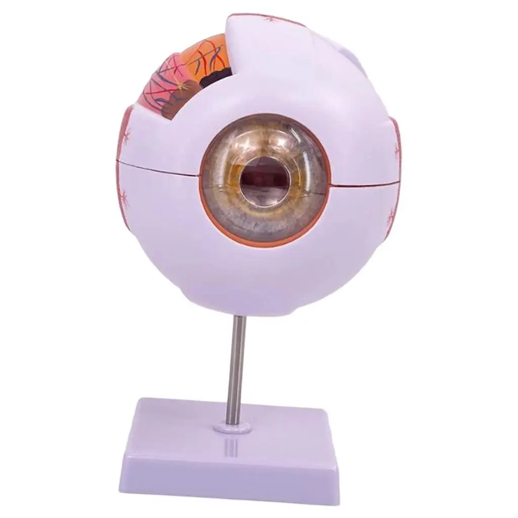 نموذج تشريحي للعين البشرية نموذج عرض مقلة العين الموسع لمعرض البحوث البيولوجية للمختبر والفصول الدراسية للطلاب