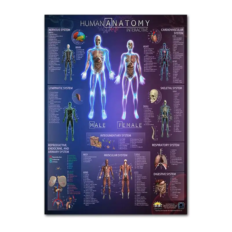 Anatomical Poster Set Laminated Muscular, Skeletal, Digestive, Respiratory, Circulatory, Endocrine, Lymphatic, Male & Female