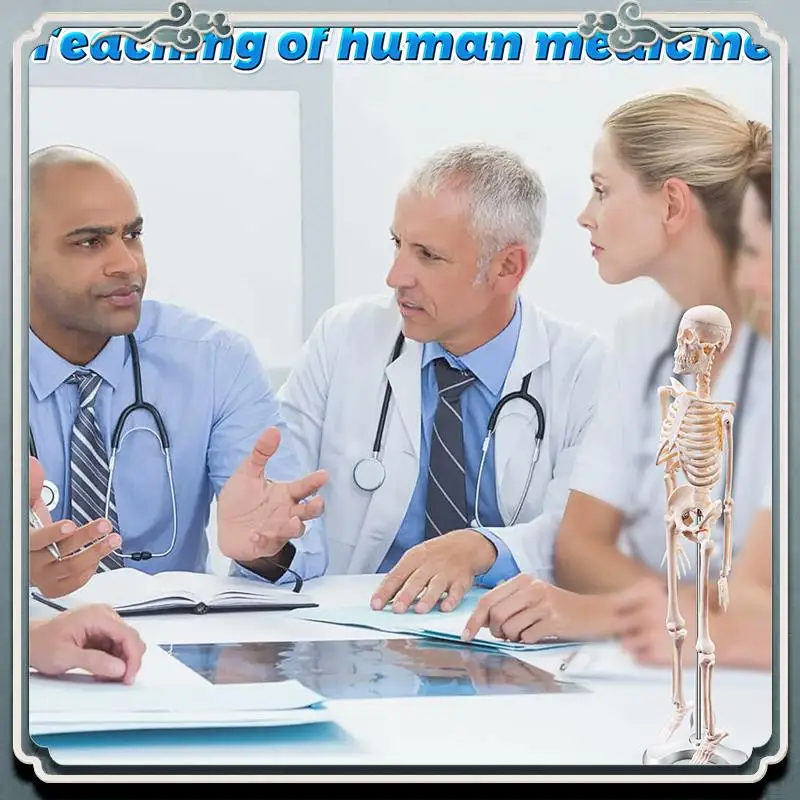 Premium 45CM Human Anatomical Anatomy Skeleton Model Poster Learn Aid Anatomy Human Skeletal Model
