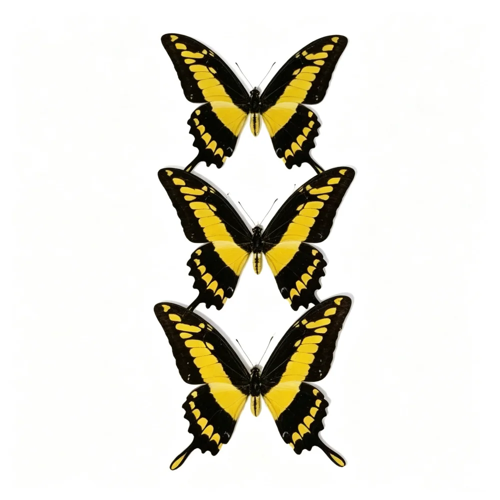 1-12 pcs Real Natural butterfly specimens （Papilio Thoas）Artwork Material Home Decoration DIY
