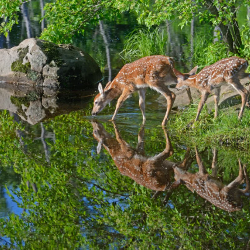 

4pcs 57mm 1.0" Metal Beadlock Wheel Tire Set For 1/18 1/24 RC Crawler Car TRX4M SCX24 AX24 FCX24 Upgrade Parts Accessories