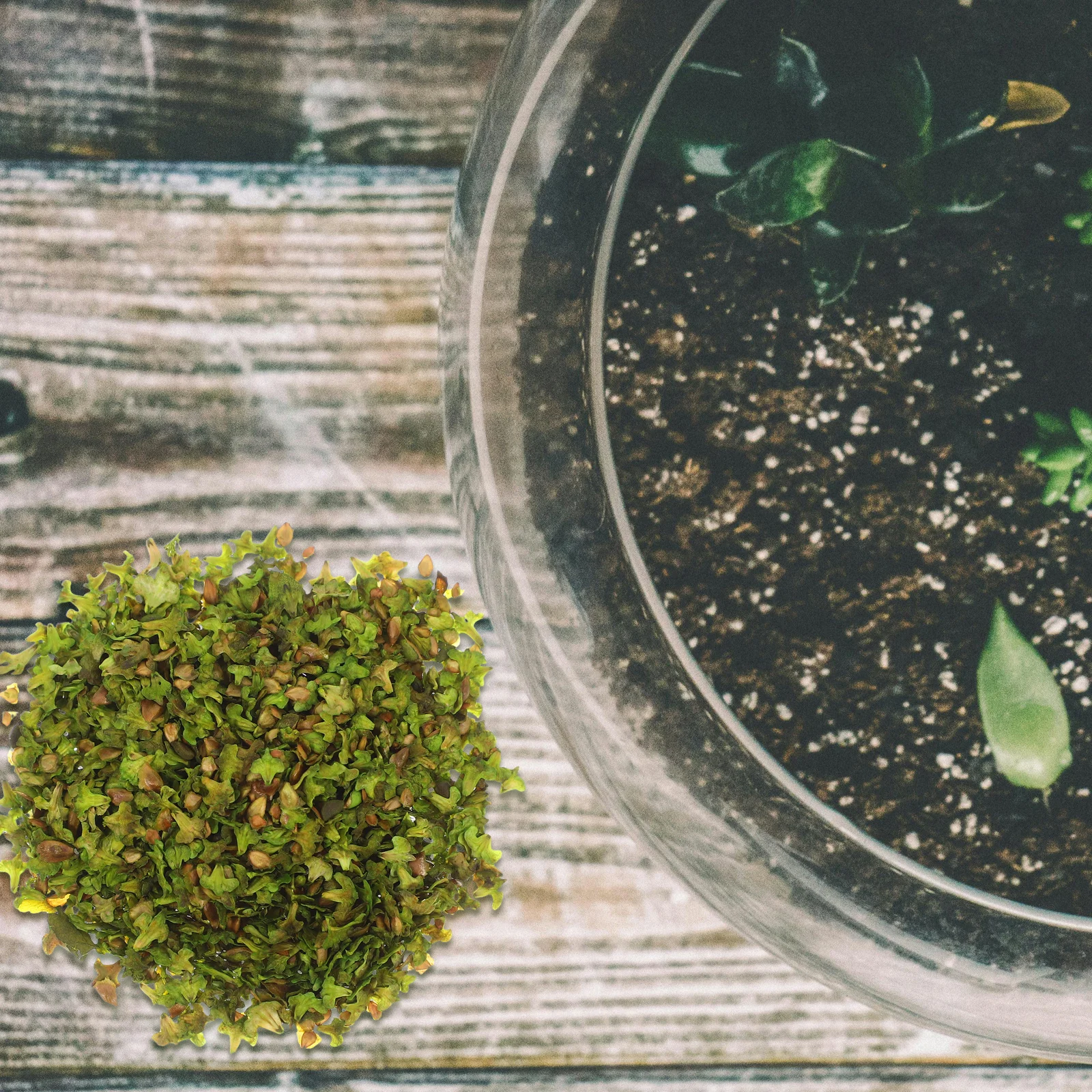 

1 Bottle Realistic Micro Landscape Simulation Leaves for DIY Scenery Decor Artificial Plant Ornament Miniature Leaves for Bonsai