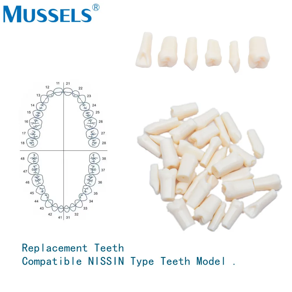 28/32pcs Teeth Model Typodont Replacement Screw-in Practice Filling Training Jaw Dental Model for NISSIN Teaching Tooth Dentist