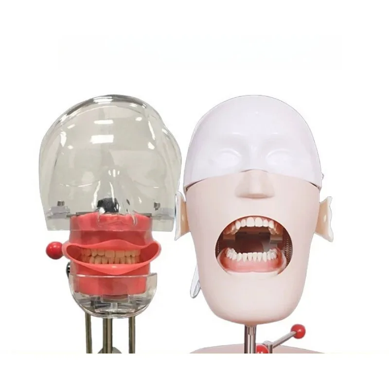 Simple Dental Simulation Head Model Removable Practice Phantom For Dentistry Training Tooth Preparation Study