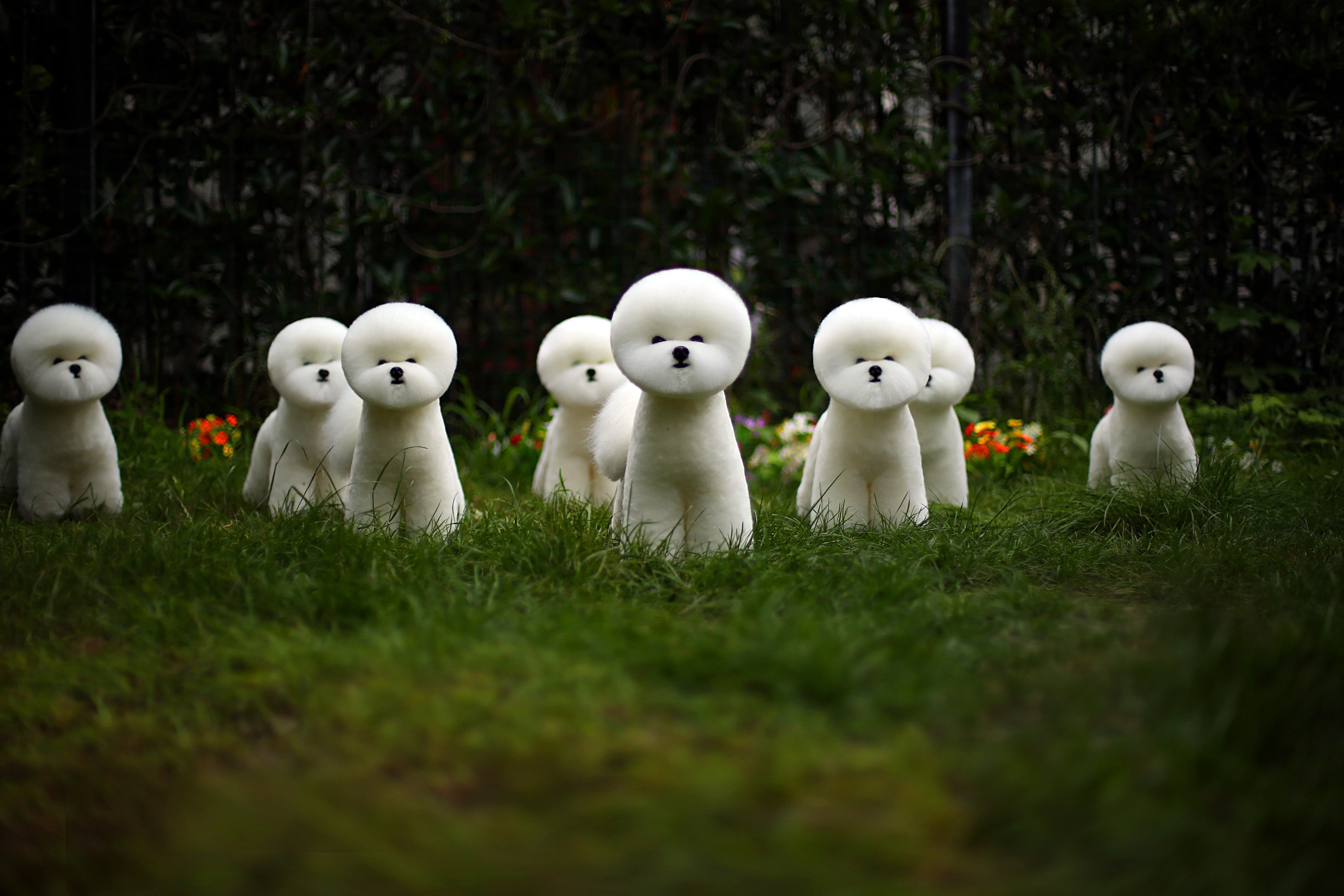 bichon-full-body-hair-wig-realistic-dog-grooming-practice-tool-for-pet-stylists-haircut-training-model-wig-only-no-model